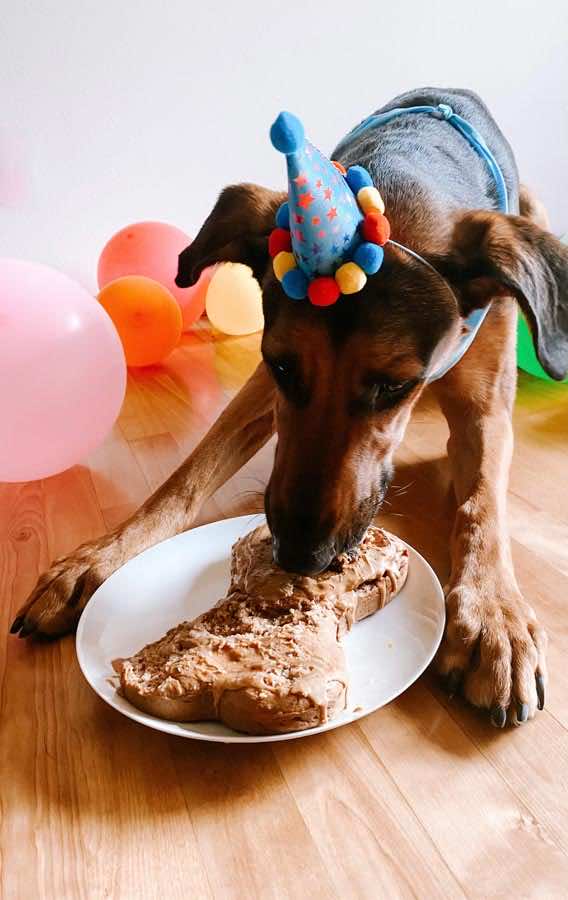 Klark’s Dog Friendly Birthday Cake is the perfect way to celebrate any pup’s birthday! With peanut butter frosting topped with dog treats, the plate is bound to be licked clean.