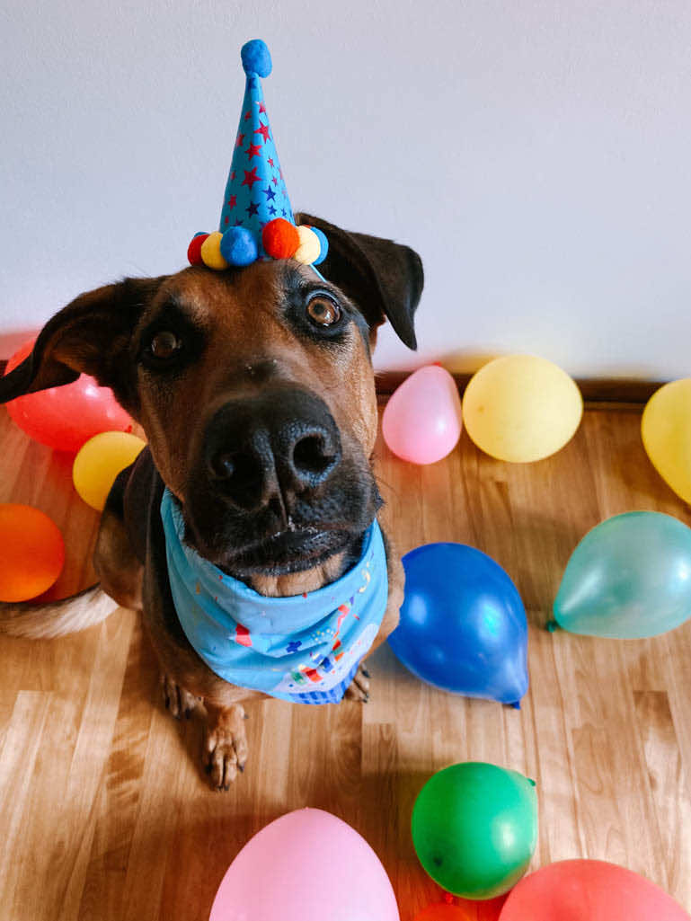 Klark’s Dog Friendly Birthday Cake is the perfect way to celebrate any pup’s birthday! With peanut butter frosting topped with dog treats, the plate is bound to be licked clean.