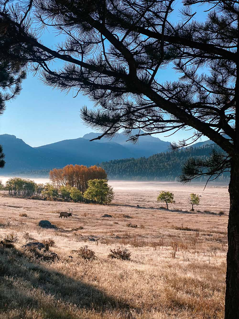 Estes Park - the gateway to the Rockies. Located 7,500 feet above sea level, this quaint town offers stunning views and exceptional wildlife viewings.